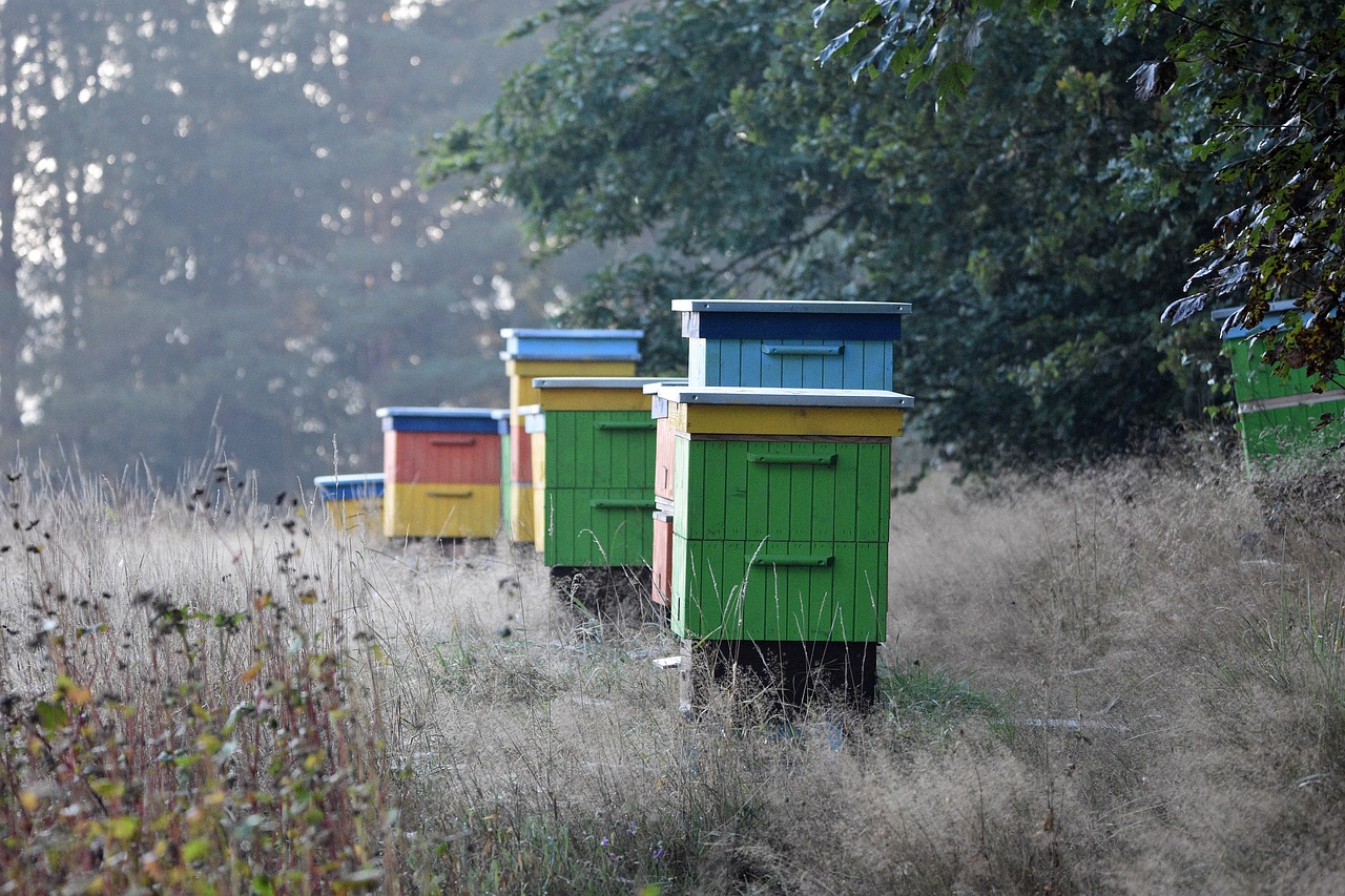 Choosing Your First Hive: Langstroth vs. Top Bar vs. Warre