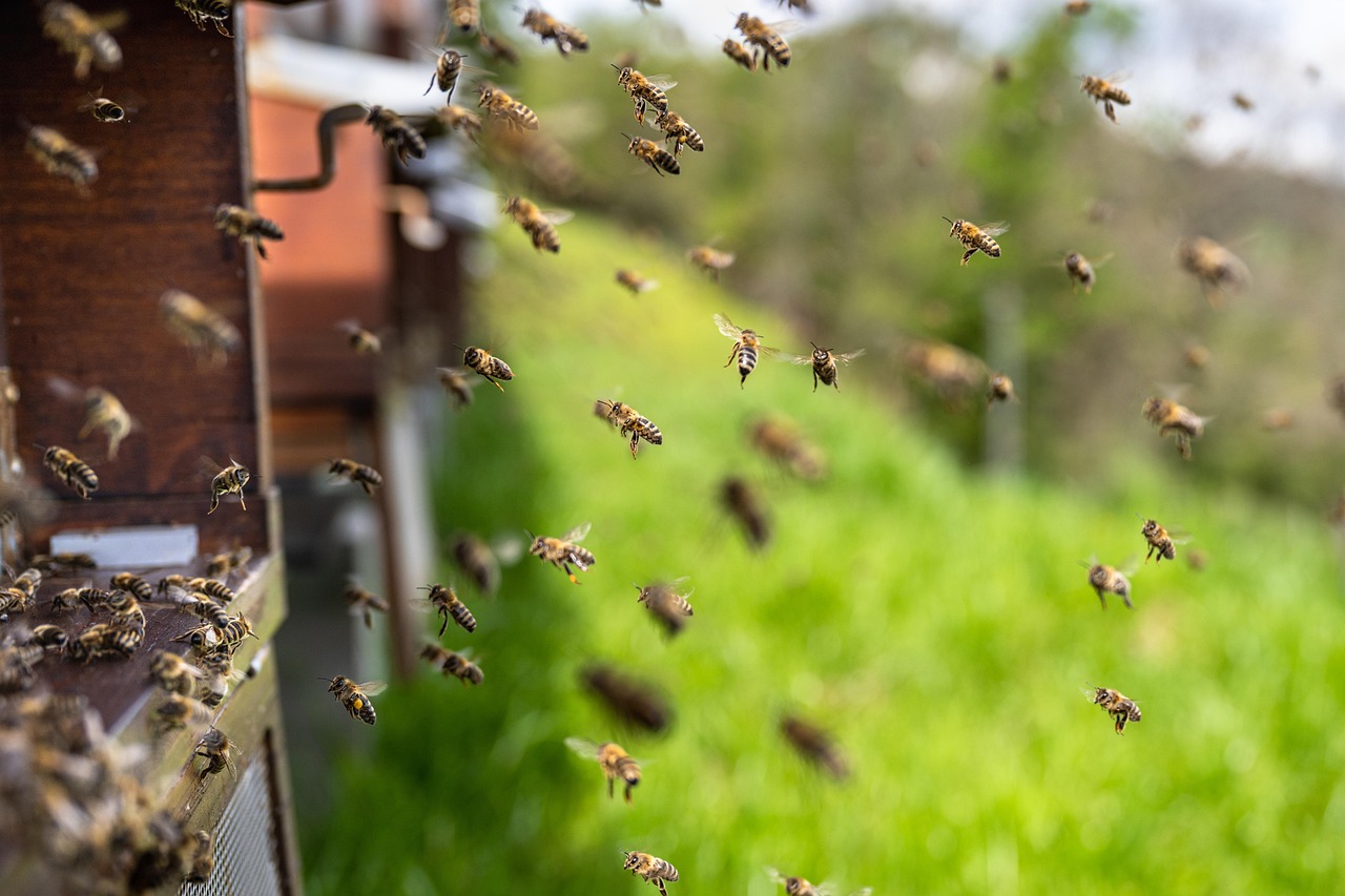 Extracting Honey at Home: A Simple, Clean Workflow