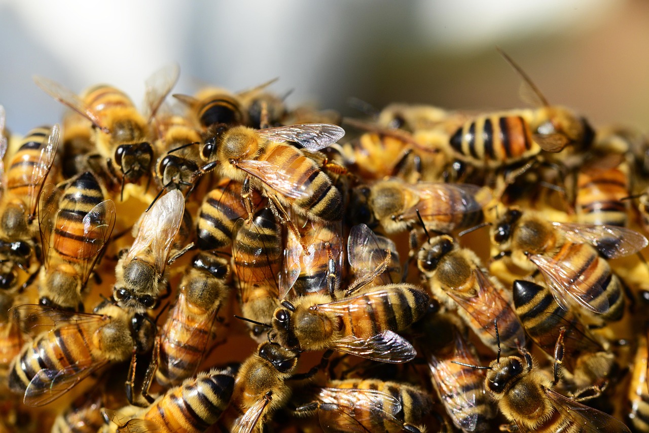How to Prevent Swarming Without Splitting Every Hive