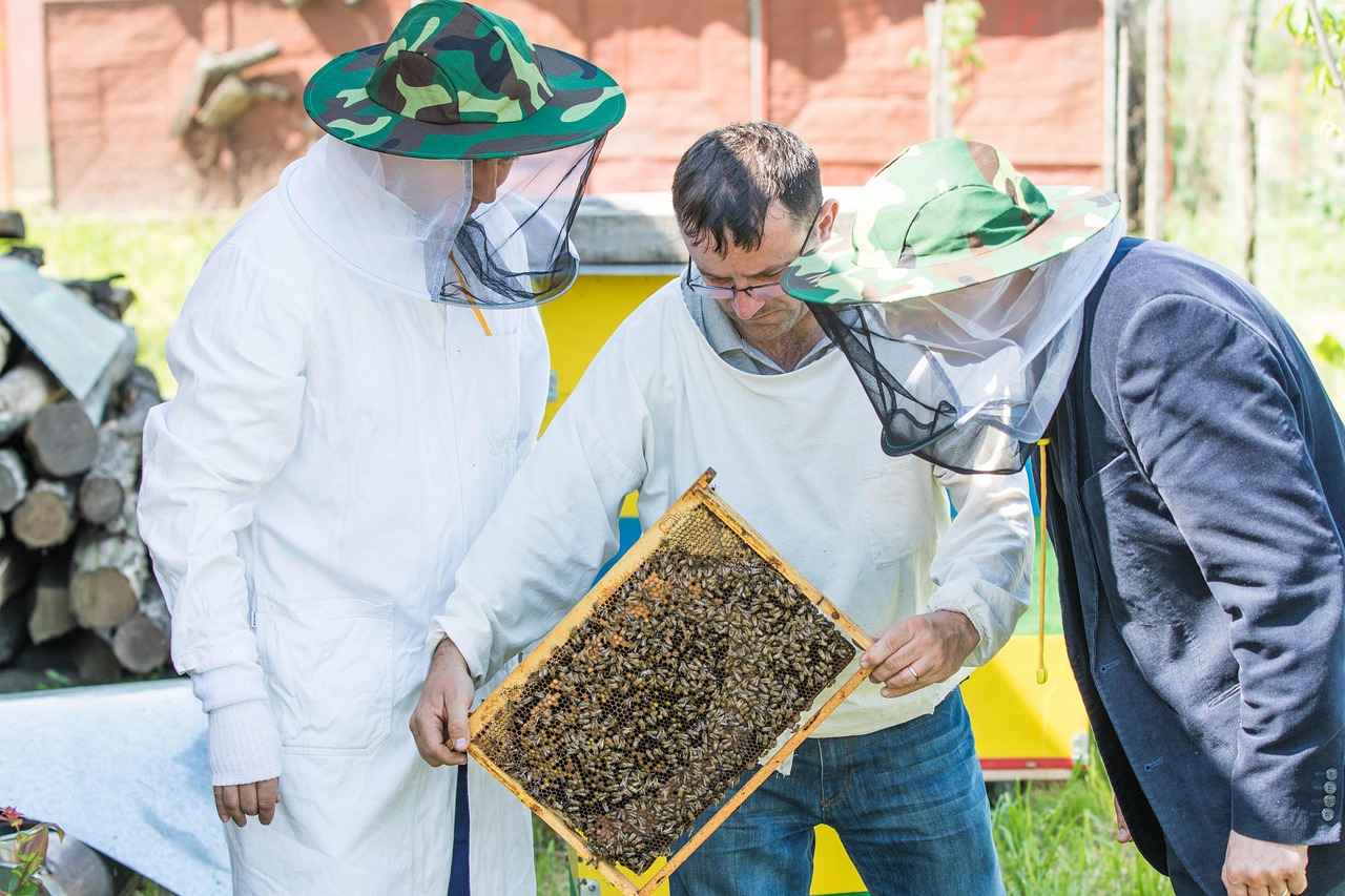 Spring Hive Inspection: What to Look For After Winter