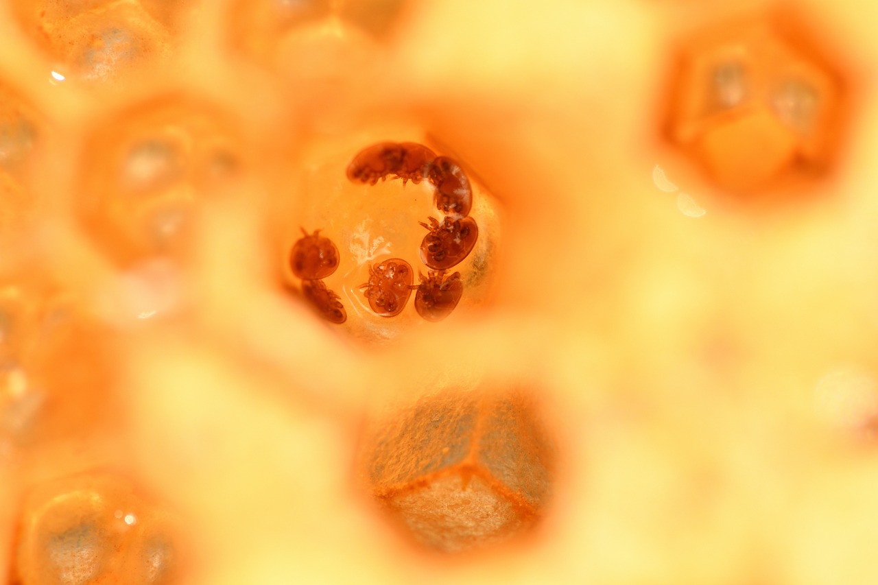 Varroa Mites: A Backyard Beekeeper's Monitoring Routine