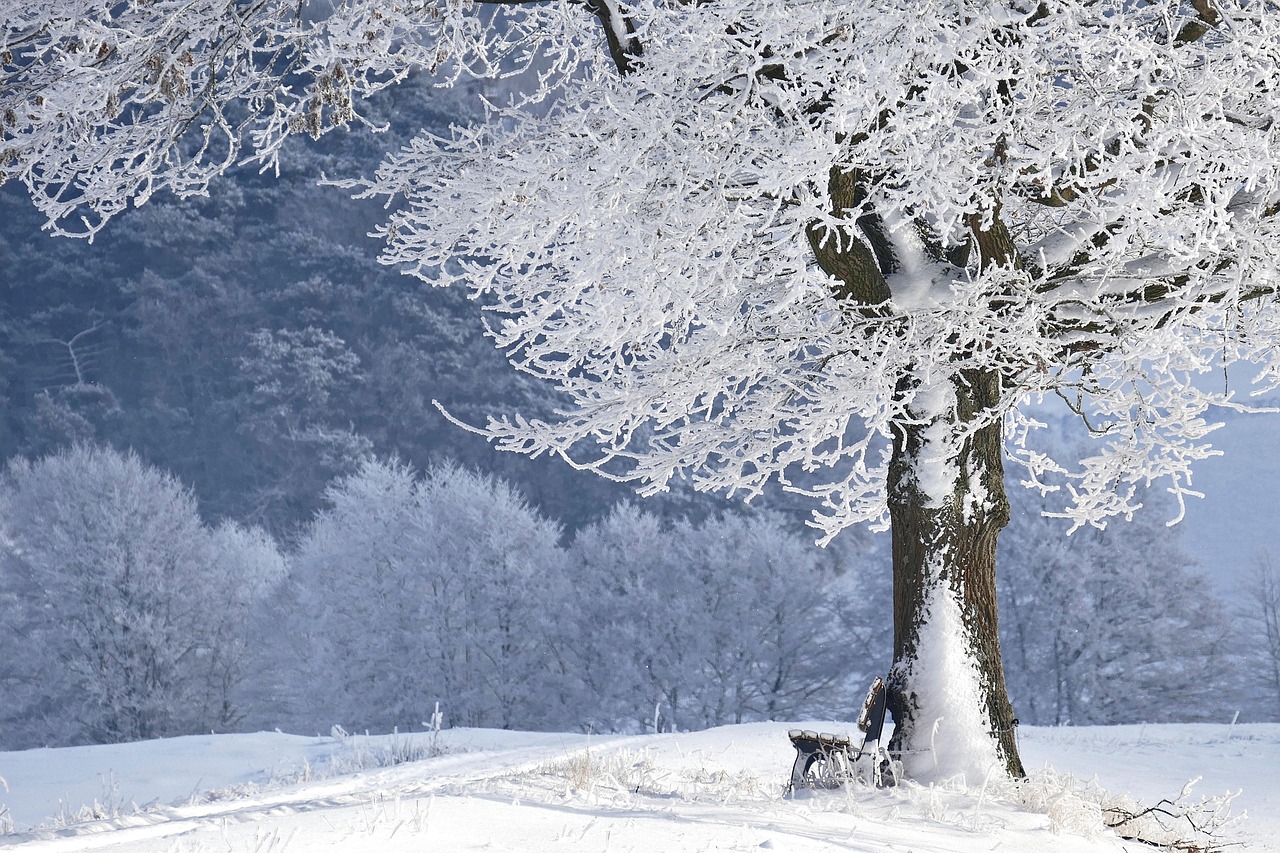 Winterizing the Backyard Hive: A Checklist for Cold-Climate Beekeepers